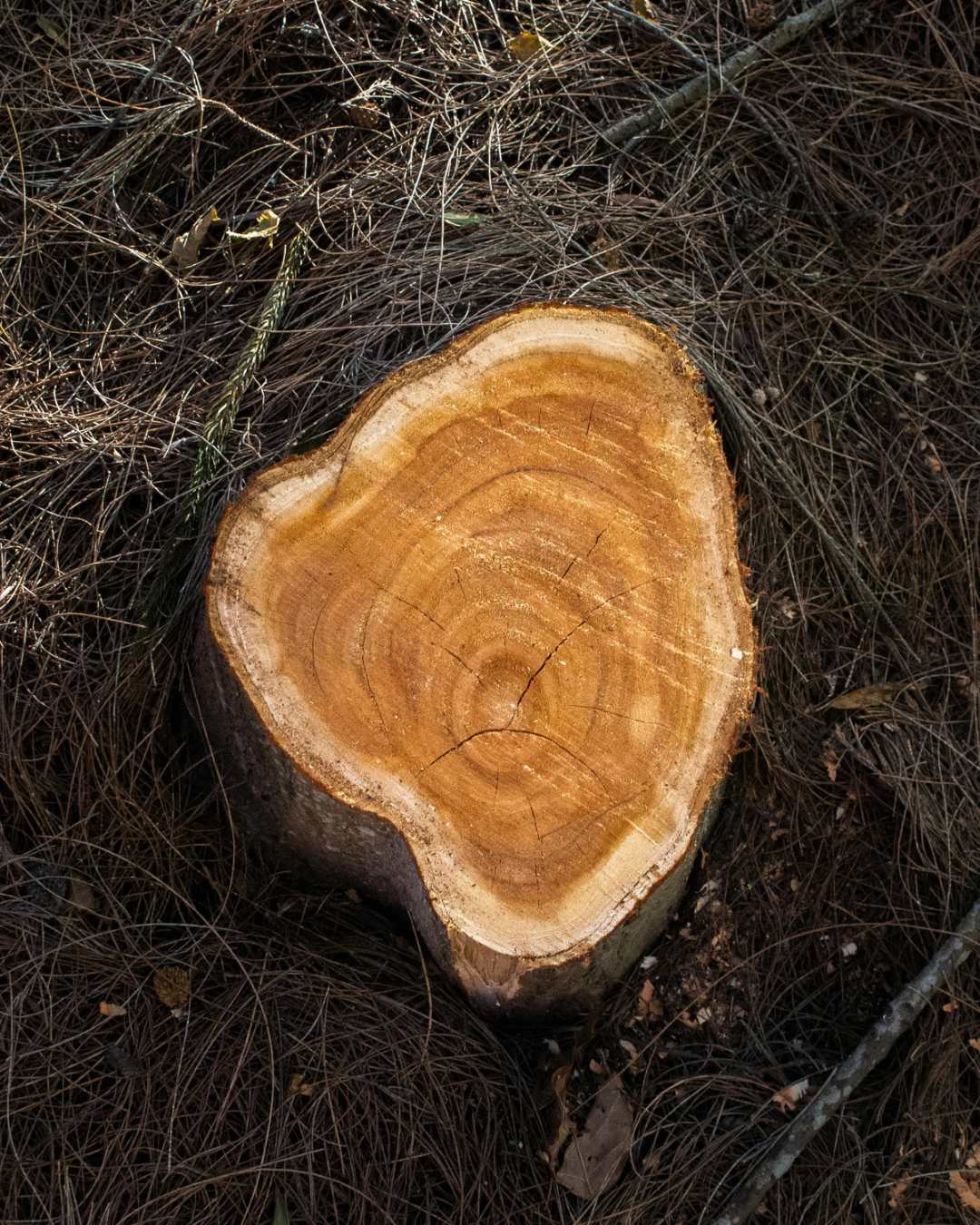 Cross-section of a freshly cut tree stump showing growth rings, ready for stump grinding