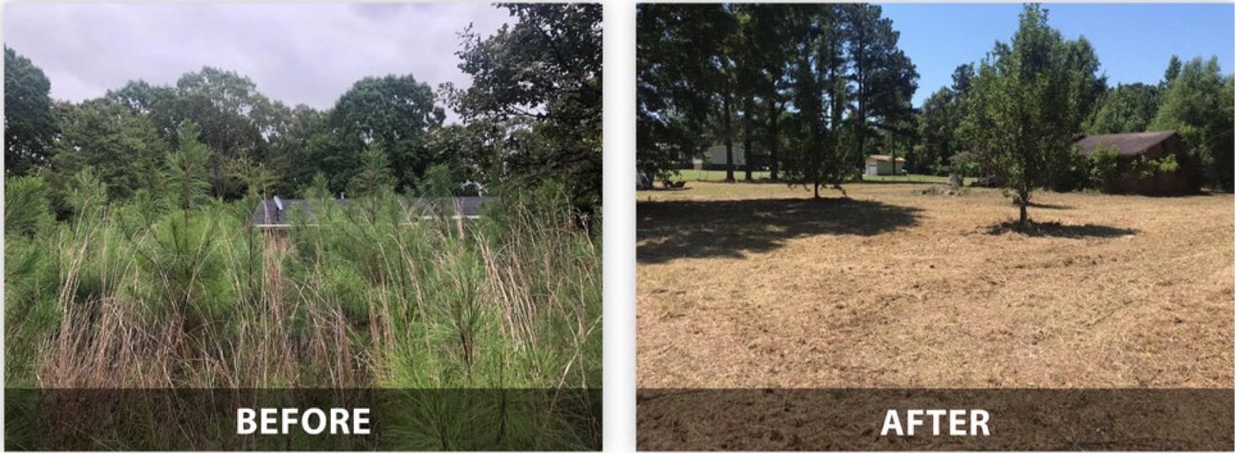 Before and after forestry mulching — overgrown lot cleared to open, walkable ground